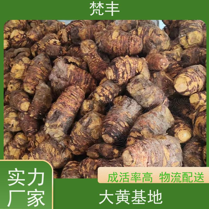 梵丰 大黄管理方法 手选大片原材料 欢迎来电洽谈