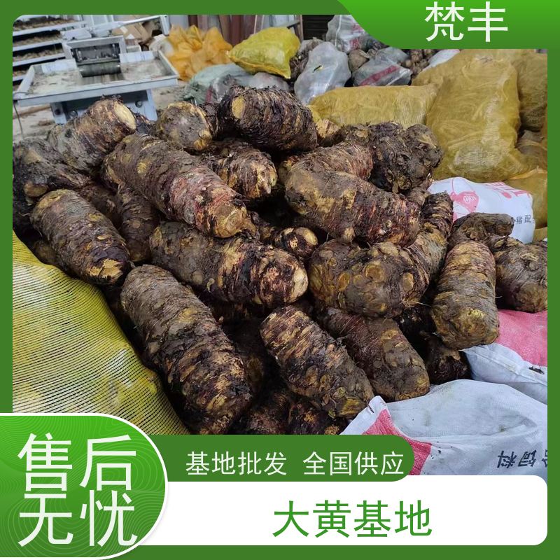 梵丰 大黄用途 现挖 好种 易成活 库存充足 切片加工