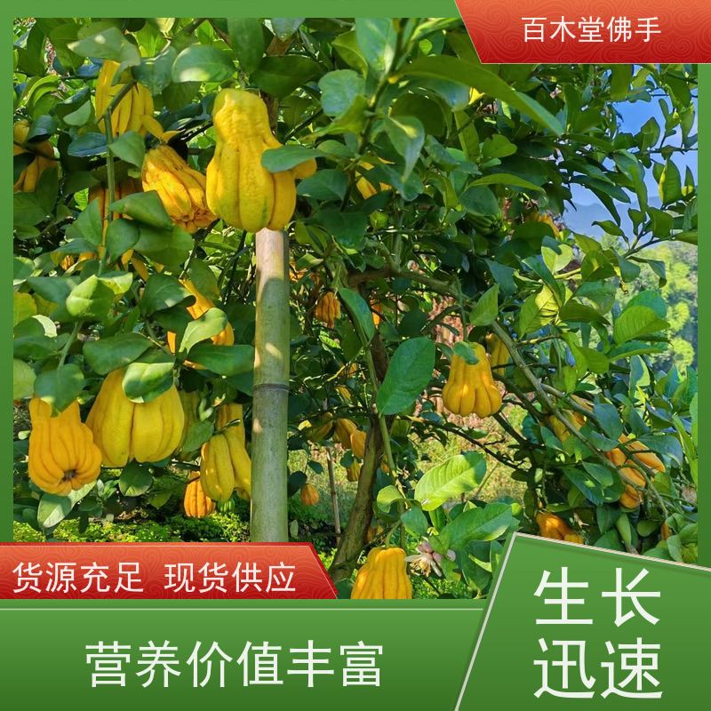 百木堂 川佛手苗种植技术 适用性强 规格齐全 城市景观绿化树