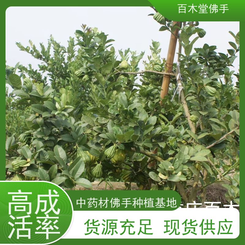 百木堂 川佛手苗种植技术 观赏植物 附加值高 用于室内外盆景