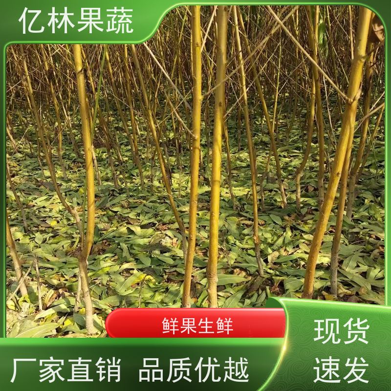 基地供应 园林嫁接桃苗 盆栽地栽庭院桃树苗苗 果实饱满味道好