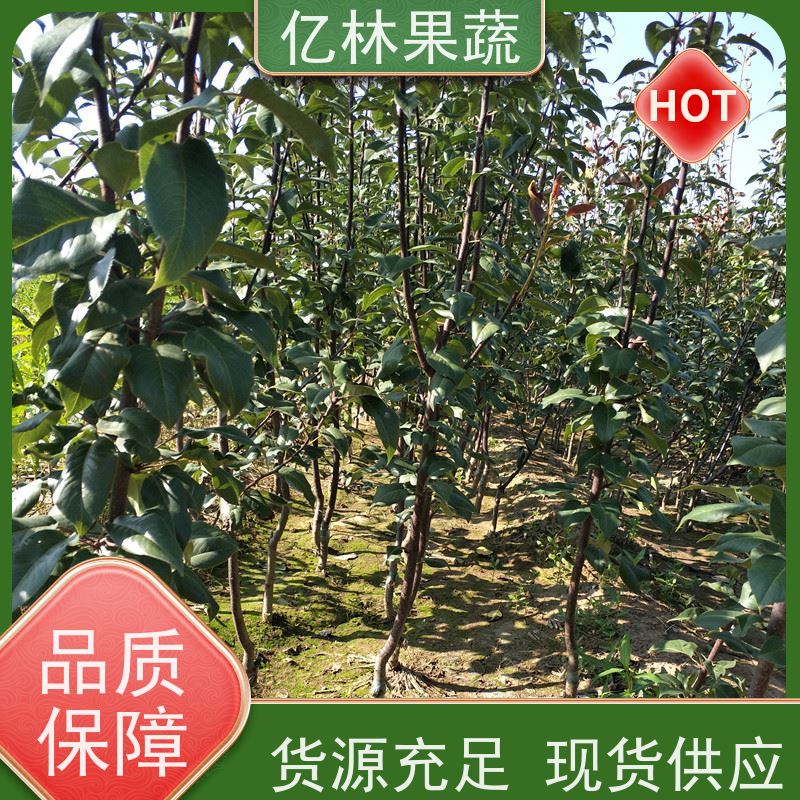 亿林苗木 园林嫁接桃苗 三公分现挖现发 品种齐全 基地直发