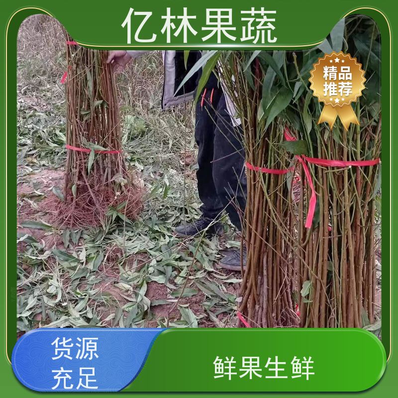 亿林苗木 油桃苗 新品种挑苗 香甜可口 基地直发