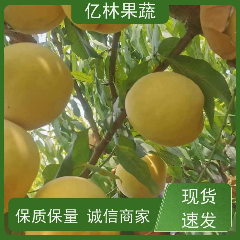 亿林苗木 油桃苗 三公分现挖现发 品种齐全 根系饱满成活率高