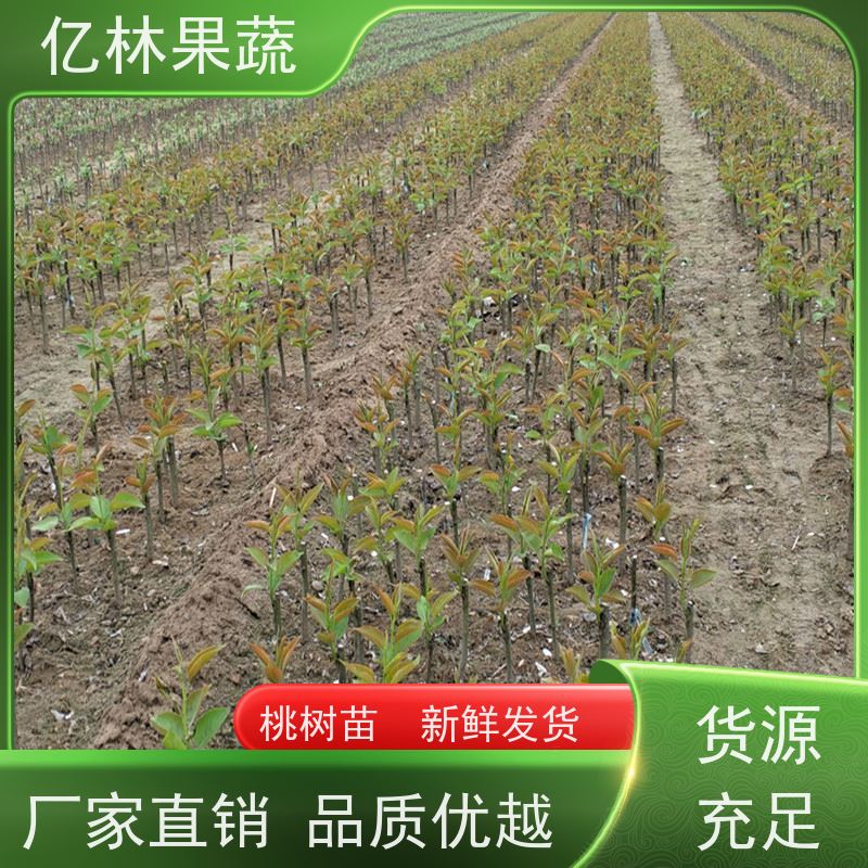基地供应 秋彤桃 晚熟品种桃 口感脆甜 根系饱满成活率高