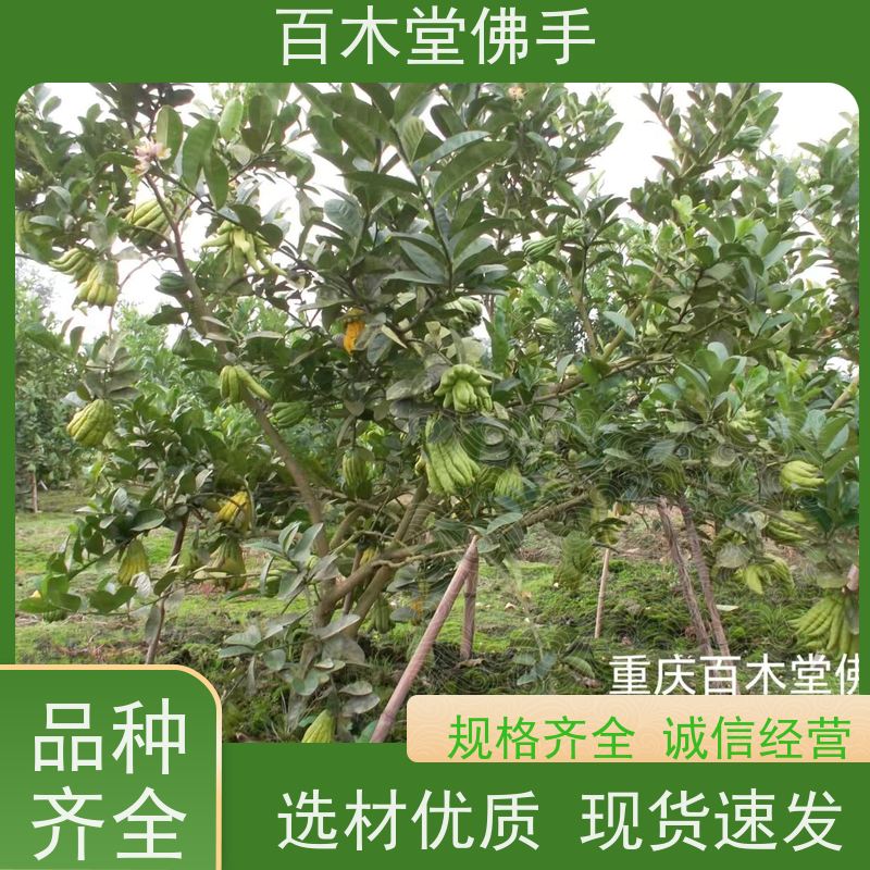 百木堂 金佛手苗 枝叶紧密 美丽多姿 用于室内外盆景
