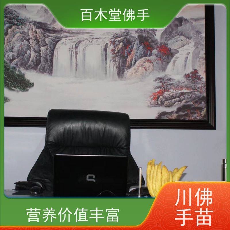 百木堂 广佛手苗 城市景观绿化树 用于庭院装饰