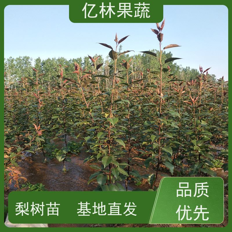 基地供应 秋彤桃 盆栽地栽庭院桃树苗苗 根系饱满成活率高