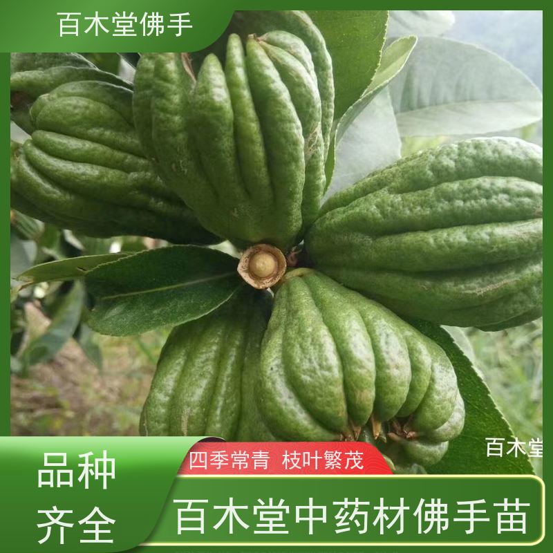 百木堂 金 佛手 可作为盆景摆设 货源充足 道路绿化行道苗
