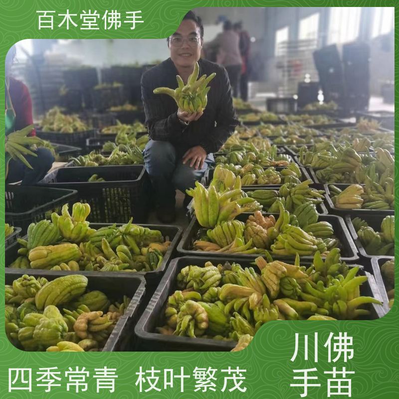 百木堂 金 佛手 可作为盆景摆设 货源充足 中药材种植基地 