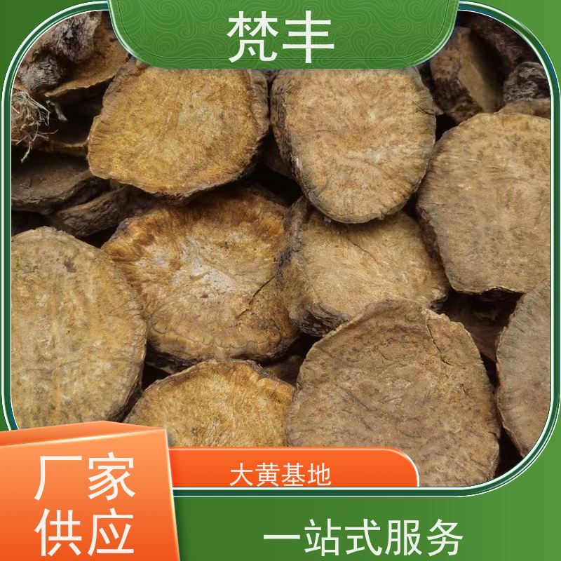 梵丰 大黄驯化技术 抗虫害全国发货 基地直发 供货及时