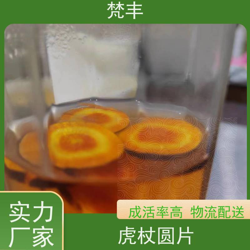 梵丰 虎杖回收 现挖 好种 易成活 库存充足 厂家供应