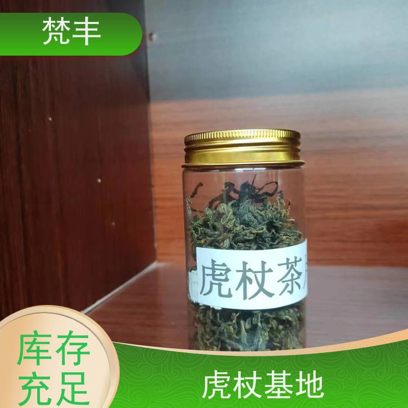 梵丰 虎杖驯化种子 各种规格支持过筛 库存充足 