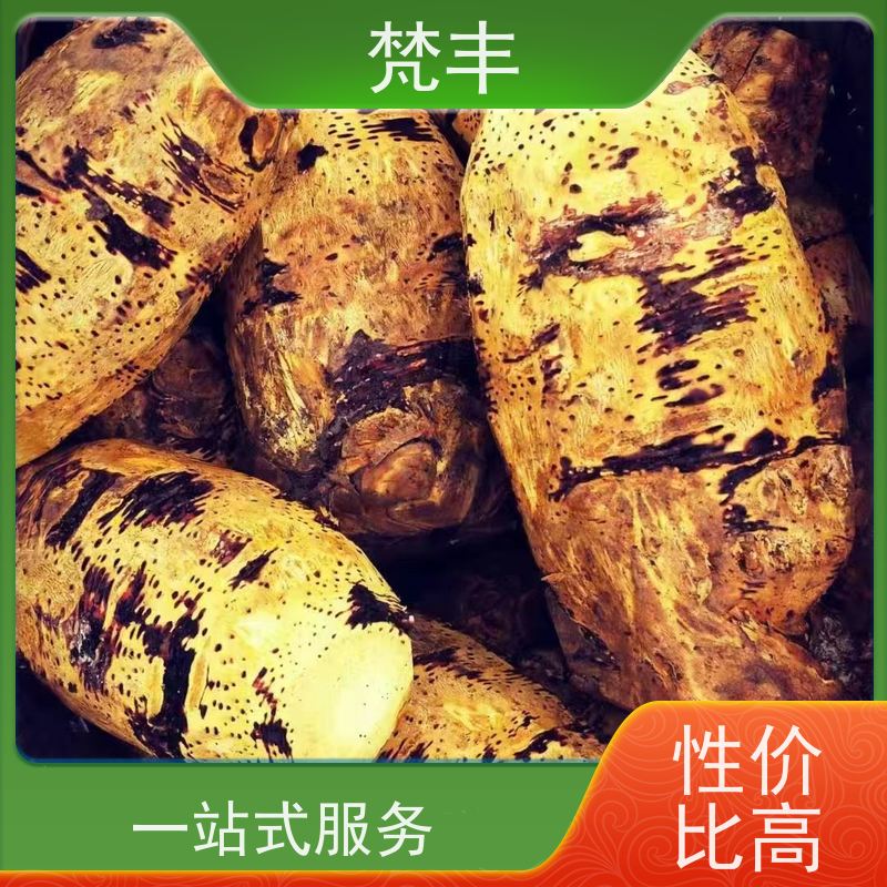 梵丰 大黄基地 抗虫害全国发货 库存充足 成活率高