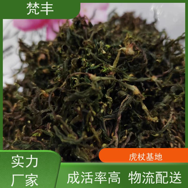 梵丰 虎杖专用除草剂 无硫熏蒸 在线接单 物流配送 