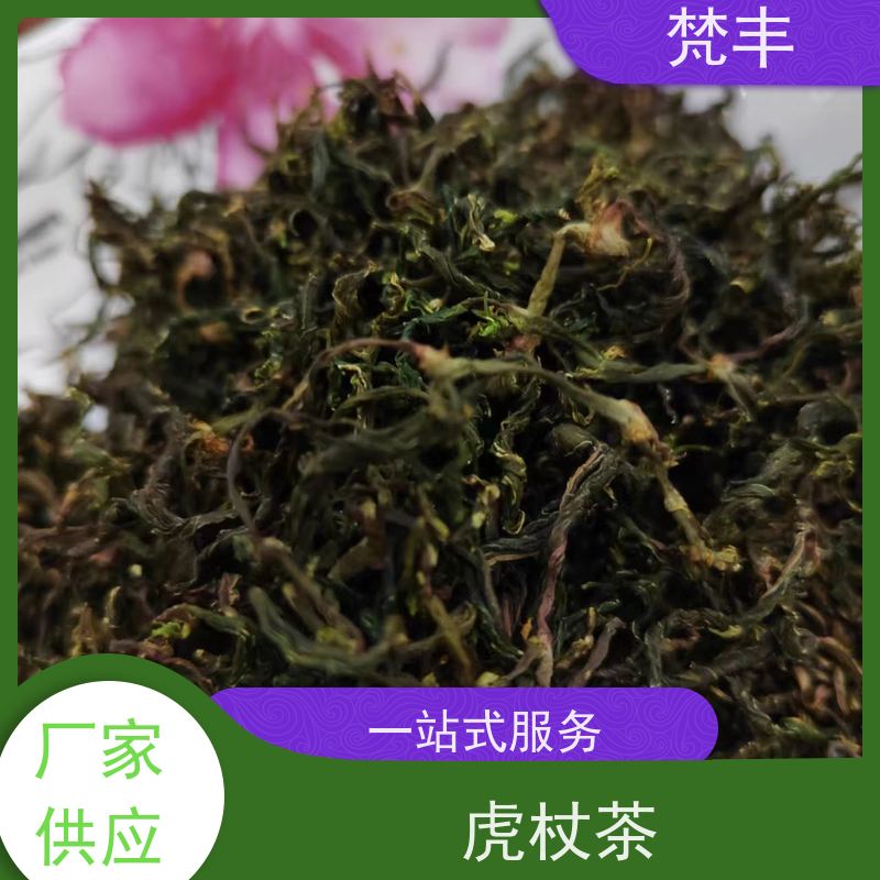 梵丰 虎杖驯化技术 现挖 好种 易成活 长期供应 诚信经营