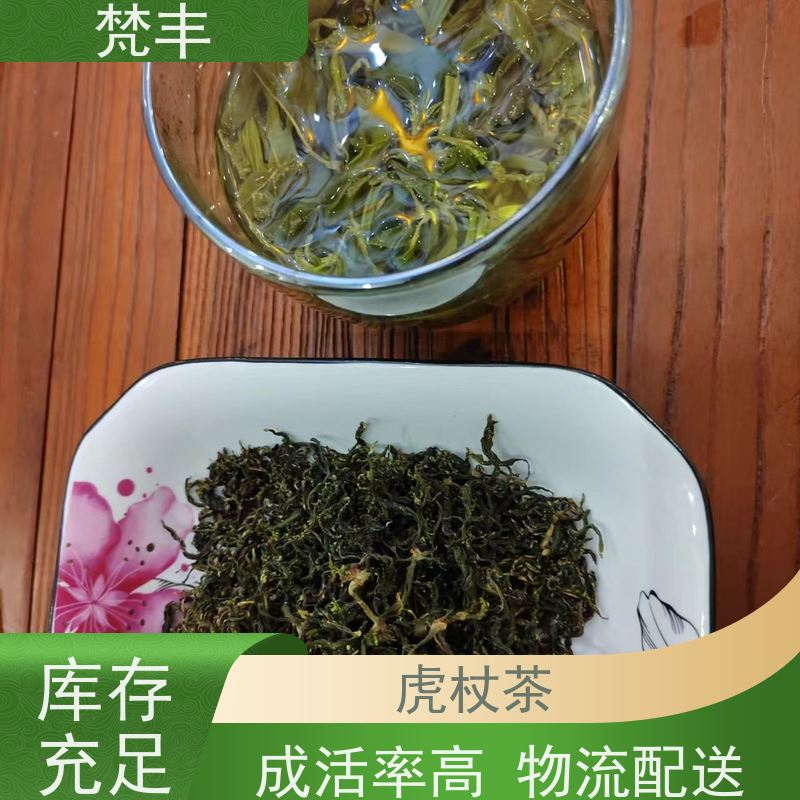 梵丰 虎杖专用除草剂 手选大片原材料 在线接单 物流配送 