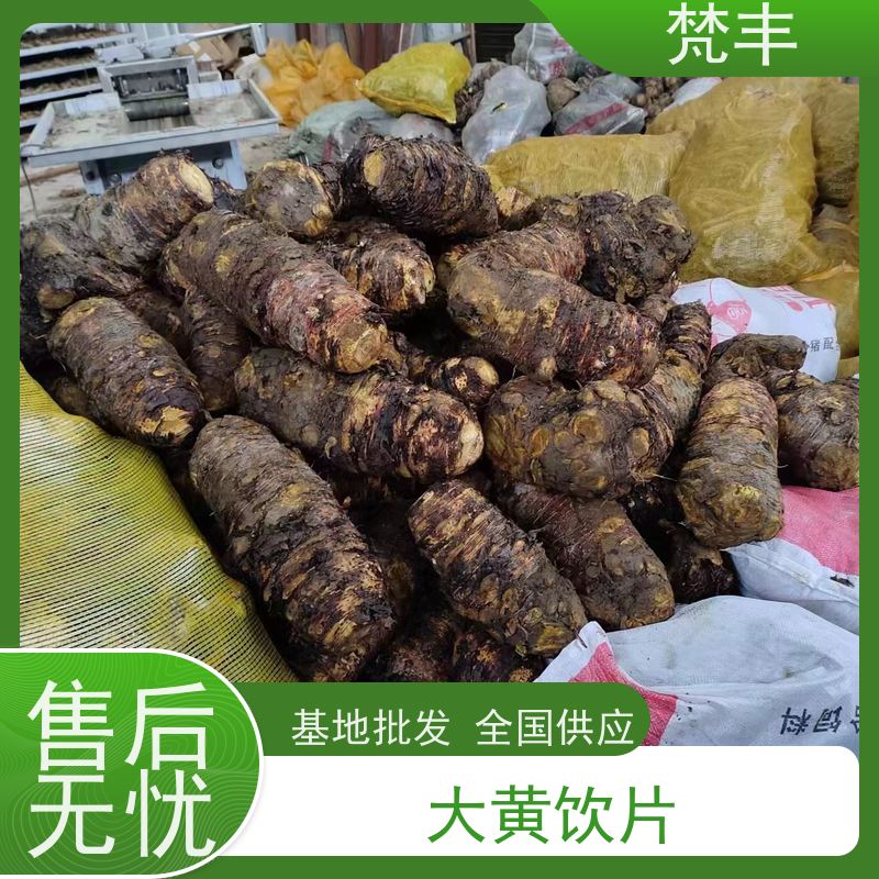 梵丰 马蹄大黄苗 原产地 种植基地 库存充足 厂家供应