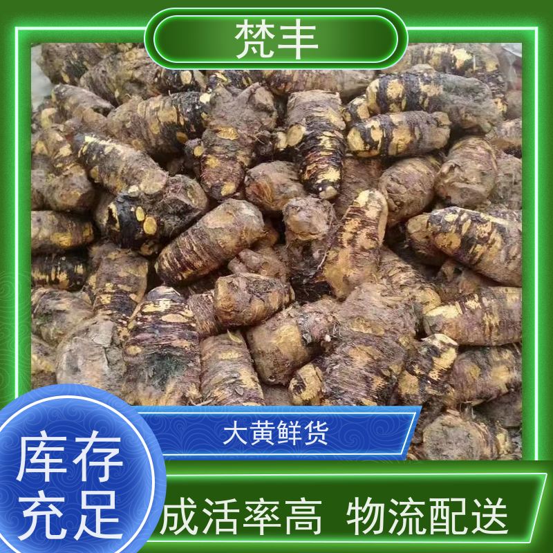 梵丰 大黄产地 手选大片原材料 基地直发 供货及时