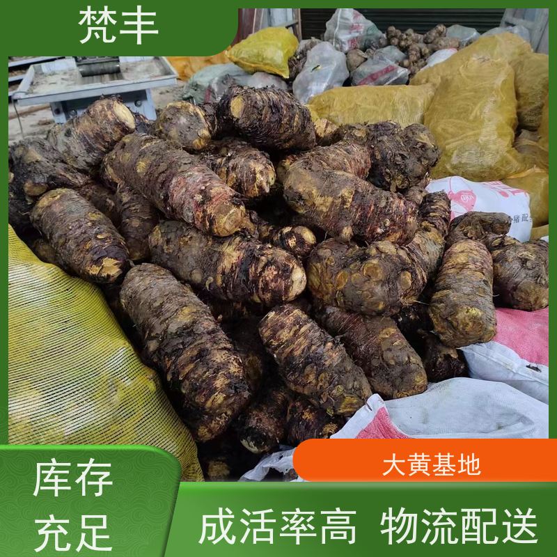 梵丰 大黄种植 抗虫害全国发货 长期供应 诚信经营