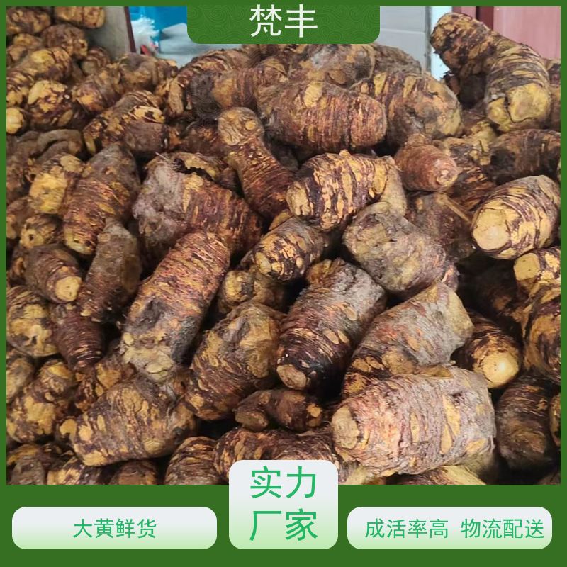 梵丰 马蹄大黄苗 抗虫害全国发货 欢迎来电洽谈