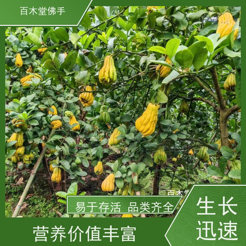 百木堂 金佛手苗 高成活率 较耐干旱 中药材种植基地 