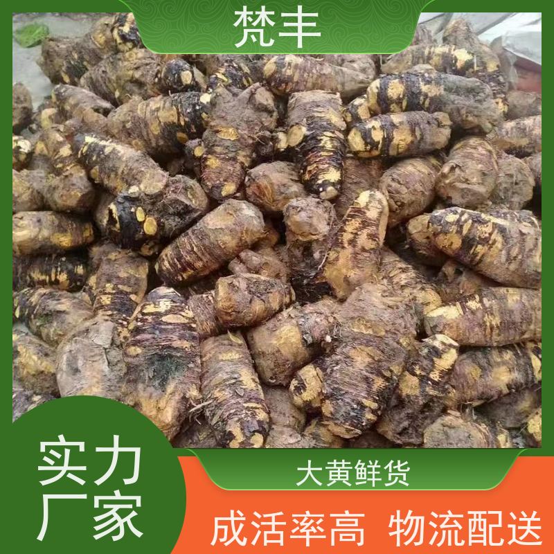 梵丰 大黄鲜货 抗虫害全国发货 基地直发 供货及时