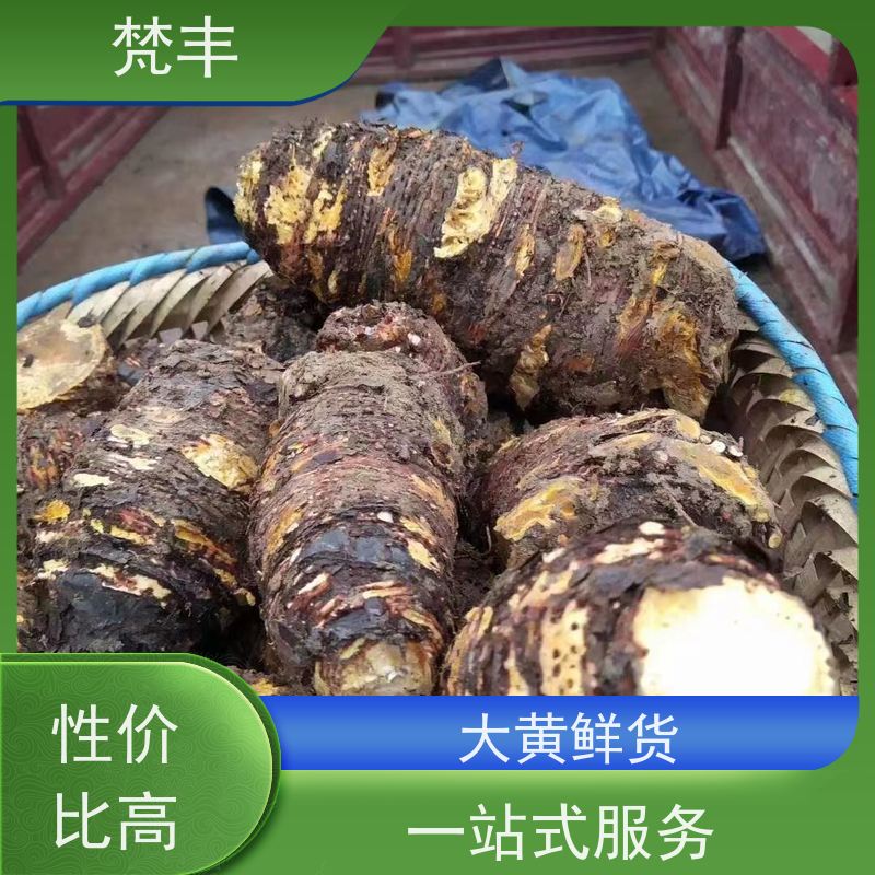 梵丰 大黄用途 抗虫害全国发货 基地直发 供货及时