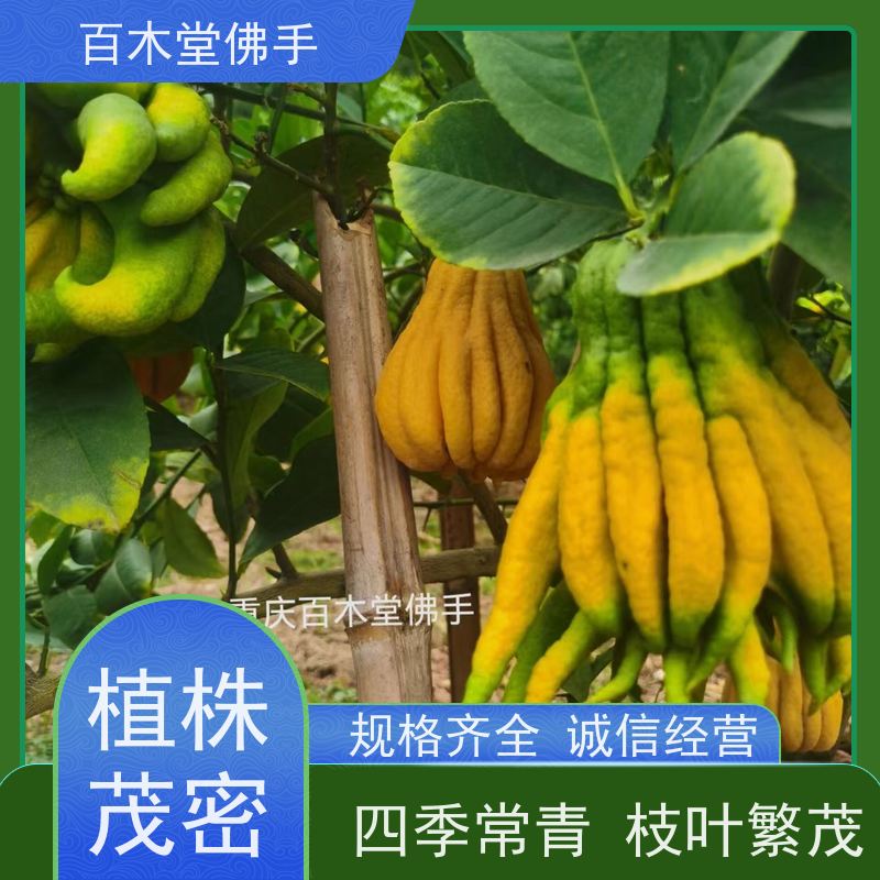 百木堂 川佛手苗种植技术 高成活率 较耐干旱 用于庭院装饰