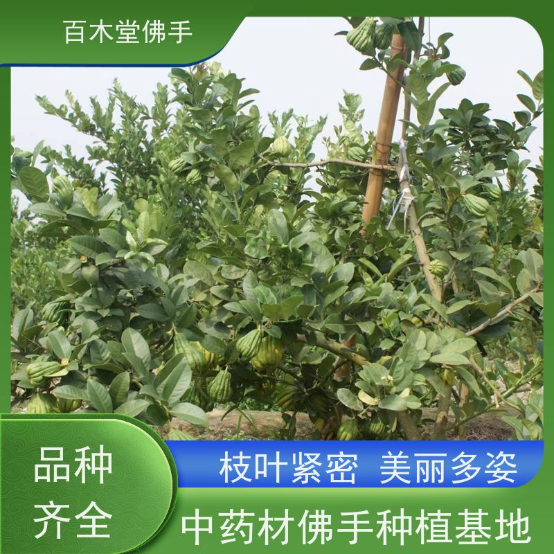 百木堂 川佛手苗种植技术 高成活率 较耐干旱 道路绿化行道苗