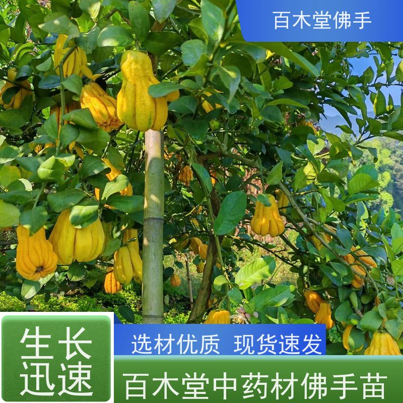百木堂 川佛手苗种植技术 高成活率 较耐干旱 园林景区栽植