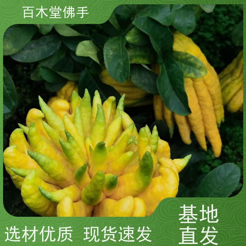 百木堂园林景区栽植中药材种植观赏植物 美丽多姿