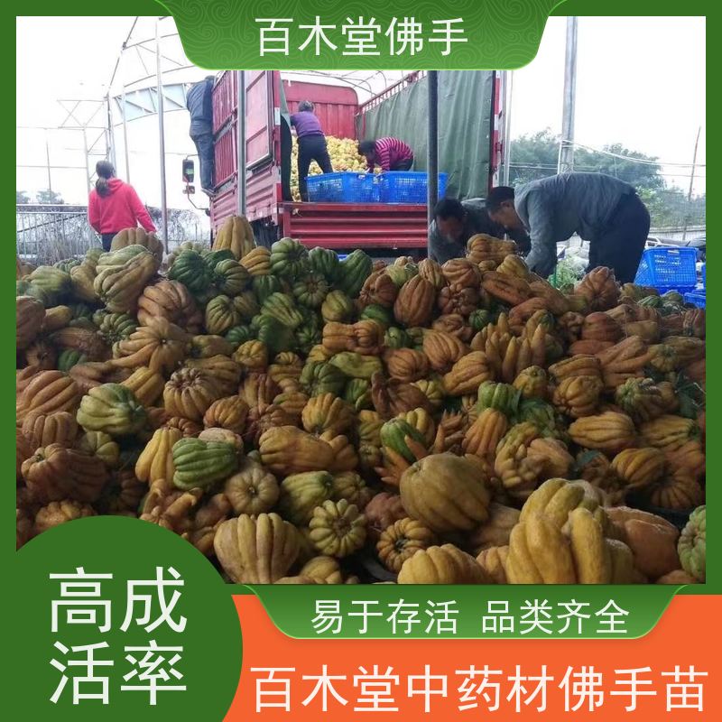 百木堂 重庆佛手 树形丰富 成活率高 种苗基地直供