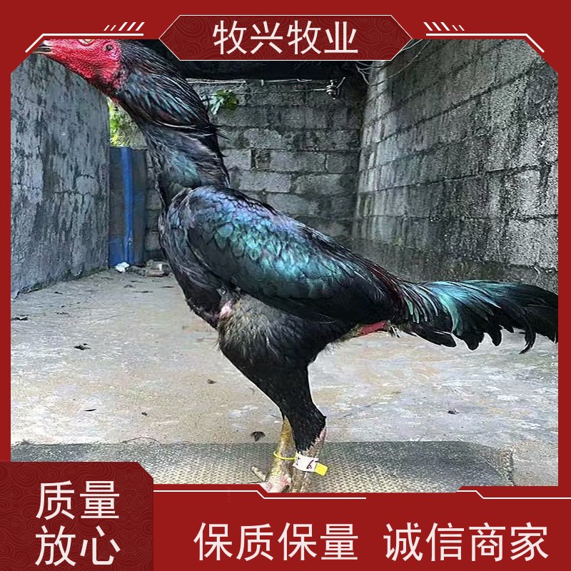 沈阳观赏斗鸡专卖 
