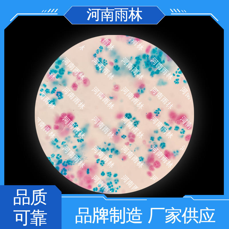 专业 售后无忧 颜色鲜亮 生物切片 雨林教育工程