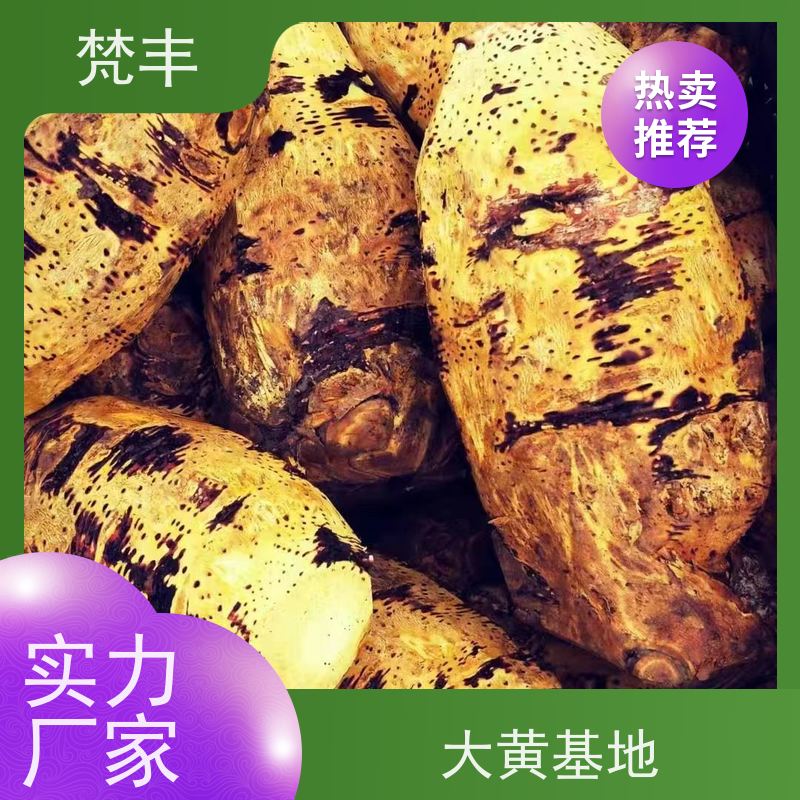 梵丰 大黄管理方法 成活率高 品质好 欢迎来电洽谈