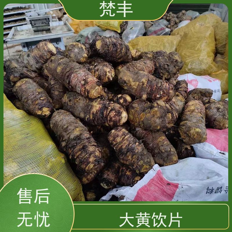 梵丰 大黄种植技术 现挖 好种 易成活 欢迎来电洽谈