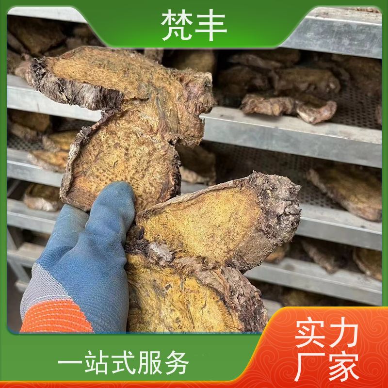 梵丰 大黄驯化苗 中药材苗容易种活 库存充足 成活率高