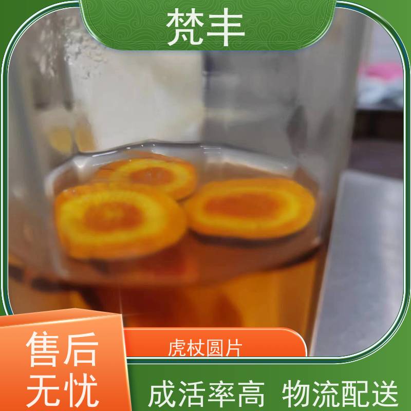 梵丰 虎杖驯化种子 提供种植技术 长期供应 诚信经营