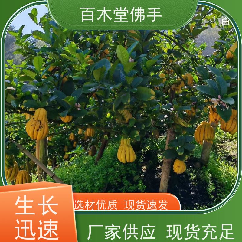 百木堂 金佛手苗 树形丰富 成活率高 园林景区栽植