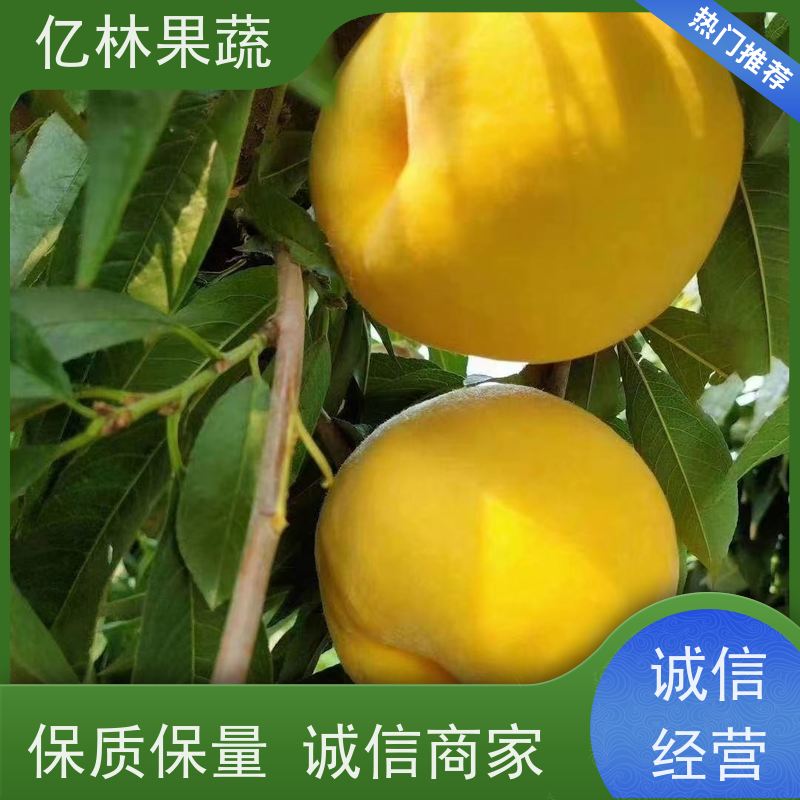 基地供应 冬桃苗 现挖现发 口感香甜 易栽培桃树苗