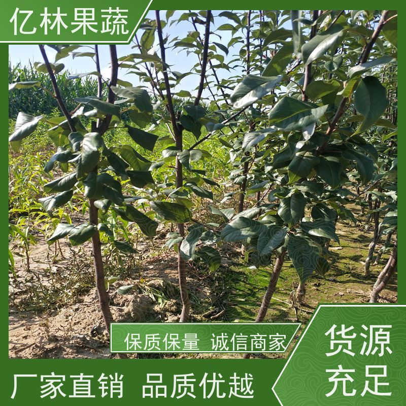 亿林苗木 油桃苗 现挖现发 口感香甜 果实饱满味道好
