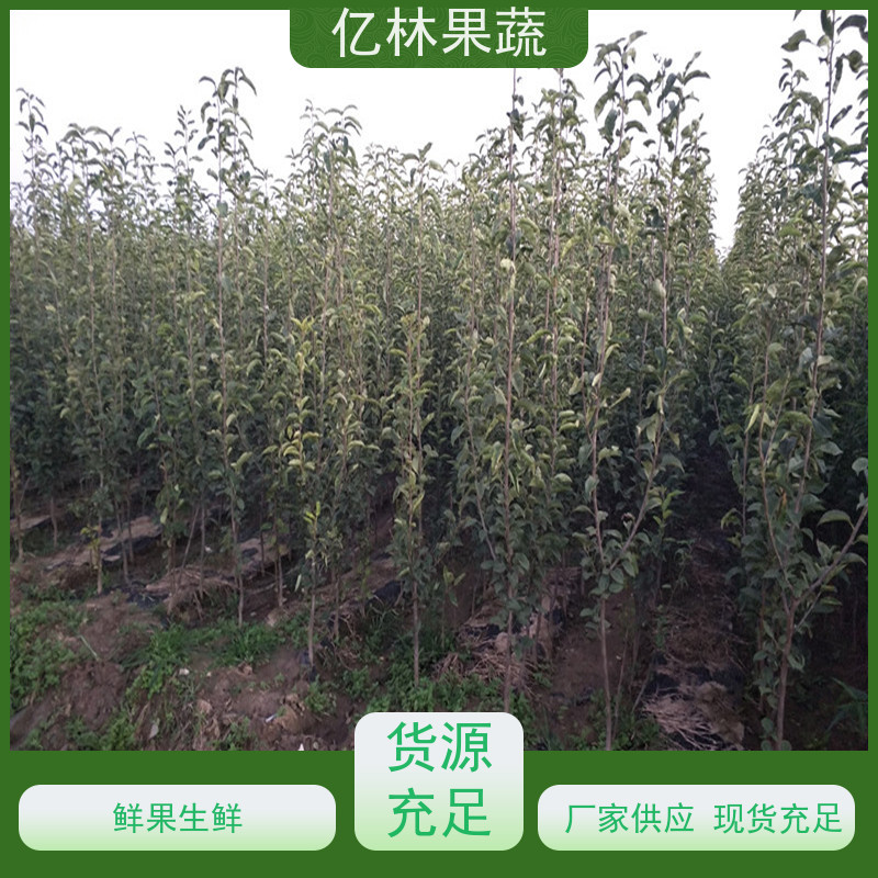 亿林苗木 园林嫁接桃苗 南北方种植 桃树果树苗 根系饱满成活率高