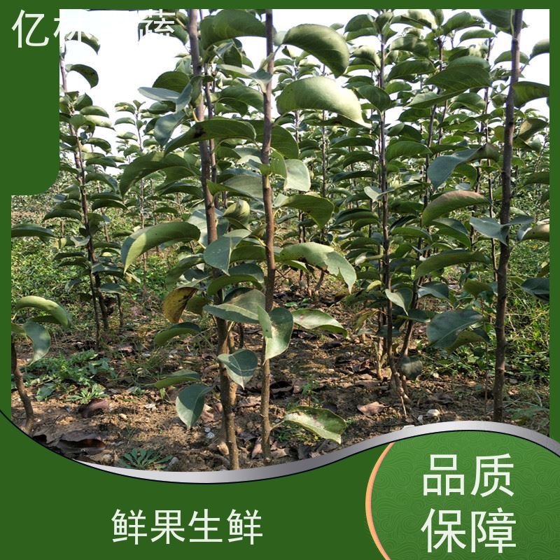 亿林苗木 黄桃苗 桃树果苗批发 自家园林 成活率高