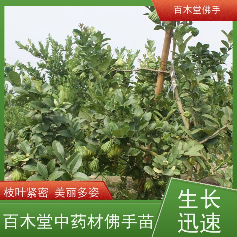 百木堂 万 州佛手 城市景观绿化树 用于庭院装饰