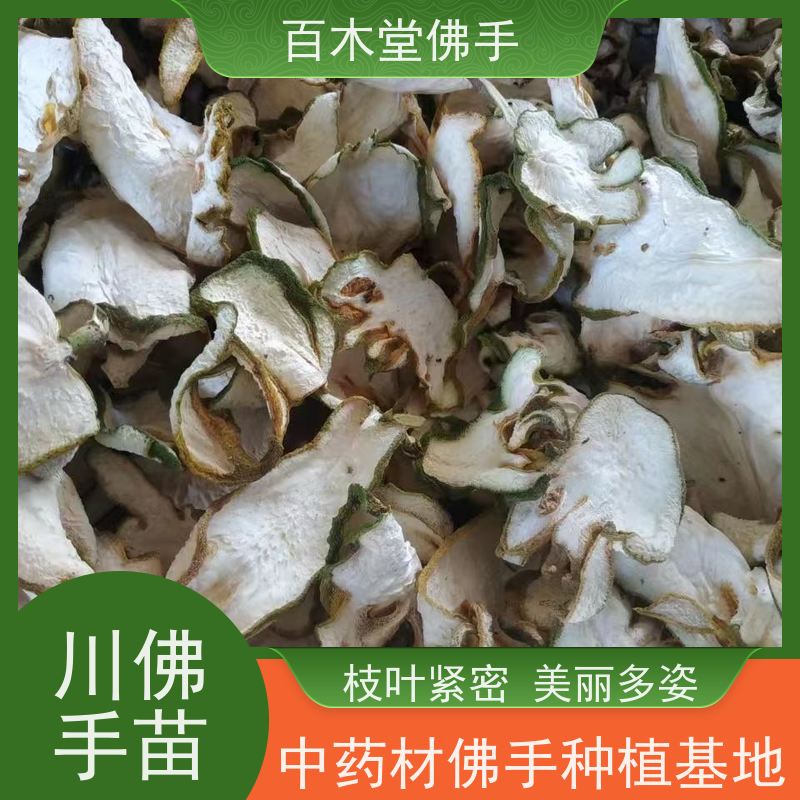 百木堂 重庆佛手 可作为盆景摆设 货源充足 城市景观绿化树 