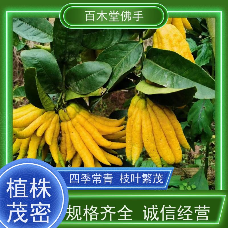 百木堂 金 佛手 适用性强 规格齐全 种苗基地直供