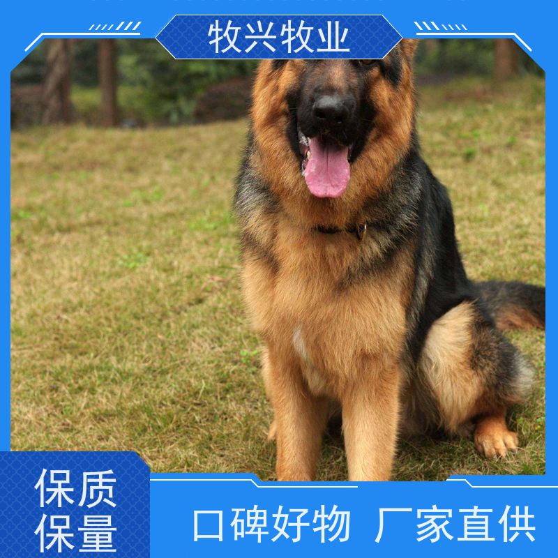 乌兰浩特市批发小马犬