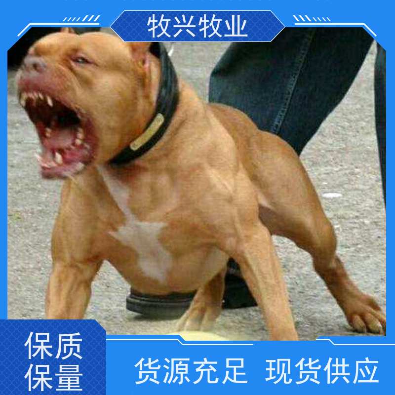 吉林杜高犬一对出售