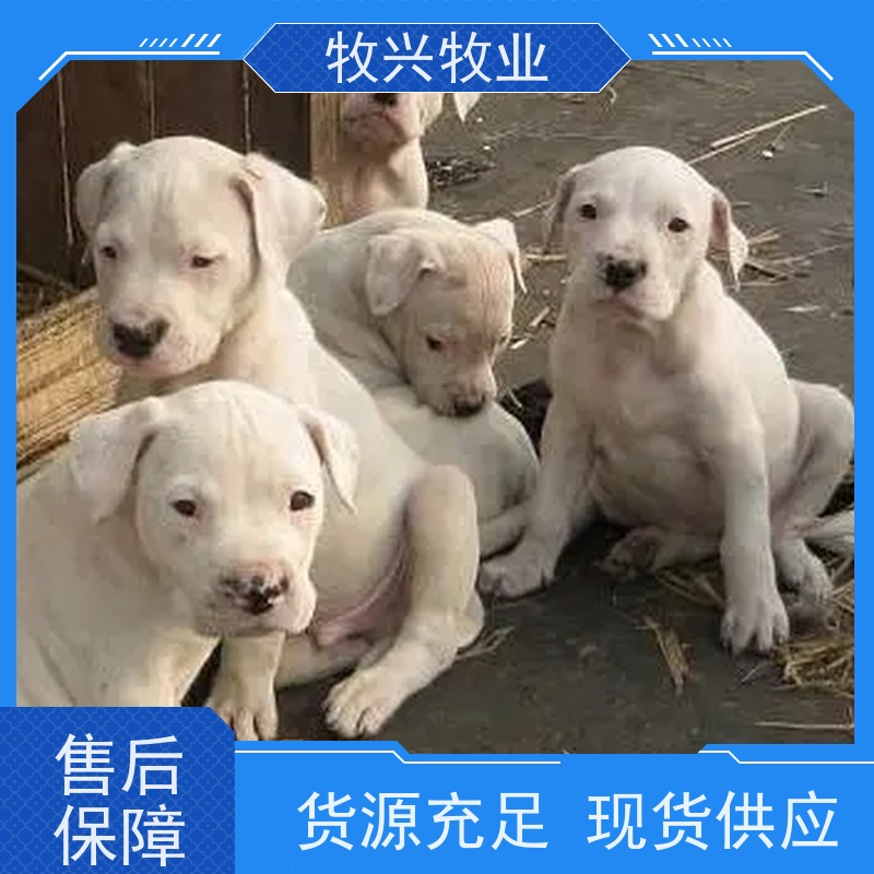周口拉布拉多犬黑白价钱 